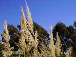 wild wheat
