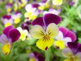 yellow and purple pansies