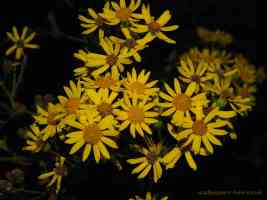 yellow flowers in the dark