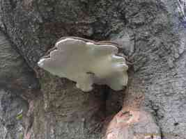 underneath a bracket fungus