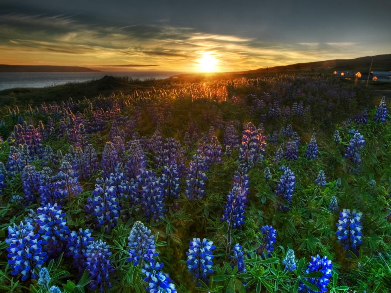 Blue Wildflower Sunrise