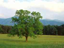 Walnut Tree Cades Cove Great Smoky Mountains National Park Tennessee