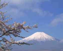 mount fuji japan with blossoms