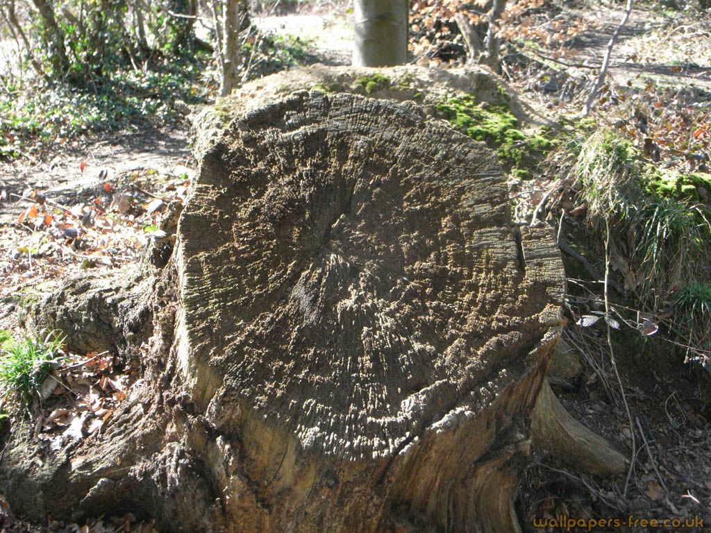 Rough Patterned Tree Stump