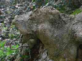 wood stump shaped like a barking dog