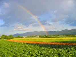 rainbow across a crop field