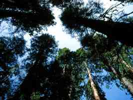 Redwoods and Sequoias