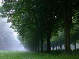 ab lindenlaan dutch misty trees