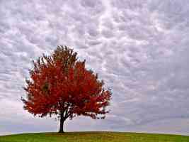 autumn red leaved tree