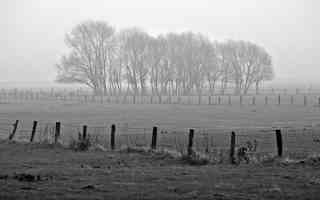 black and white winter copse of trees