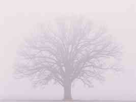 burr oak misty fog