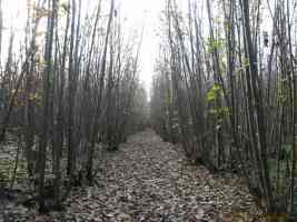 chestnut woodland path