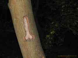 private parts carved into tree trunk