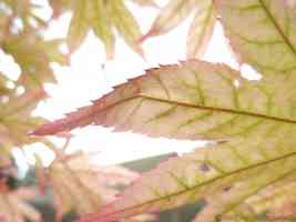 purple tinged leaf from japanese maple in sunlight