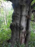 skeleton tree showing dead inner trunk