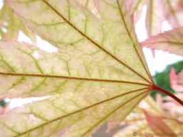 transparent leaf and stem of ornamental japanese maple