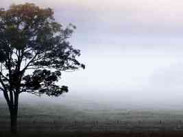 tree in misty field