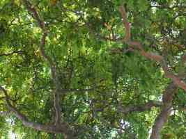 underneath an ornamental willow tree