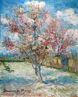 peach trees in blossom 2