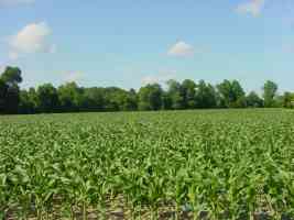Corn field Jacksonville