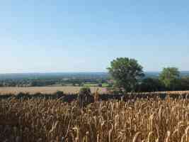corn fields in the summer