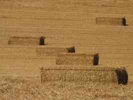 hay bales in low perspective