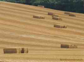 hay bales on rolling hill