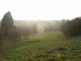 misty summer field