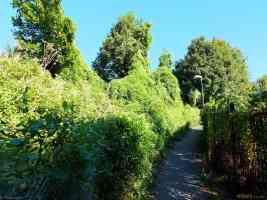 green overgrown path