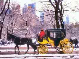 Carriage Ride In Central Park
