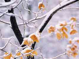 maple leaves covered with snow