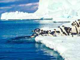 penguins making a splash