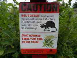 weils disease and giant hogweed