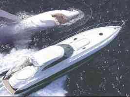 great white shark attacks luxury cruiser