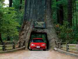 Chandelier Tree Leggett California