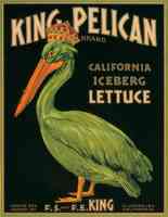 king pelican lettuce