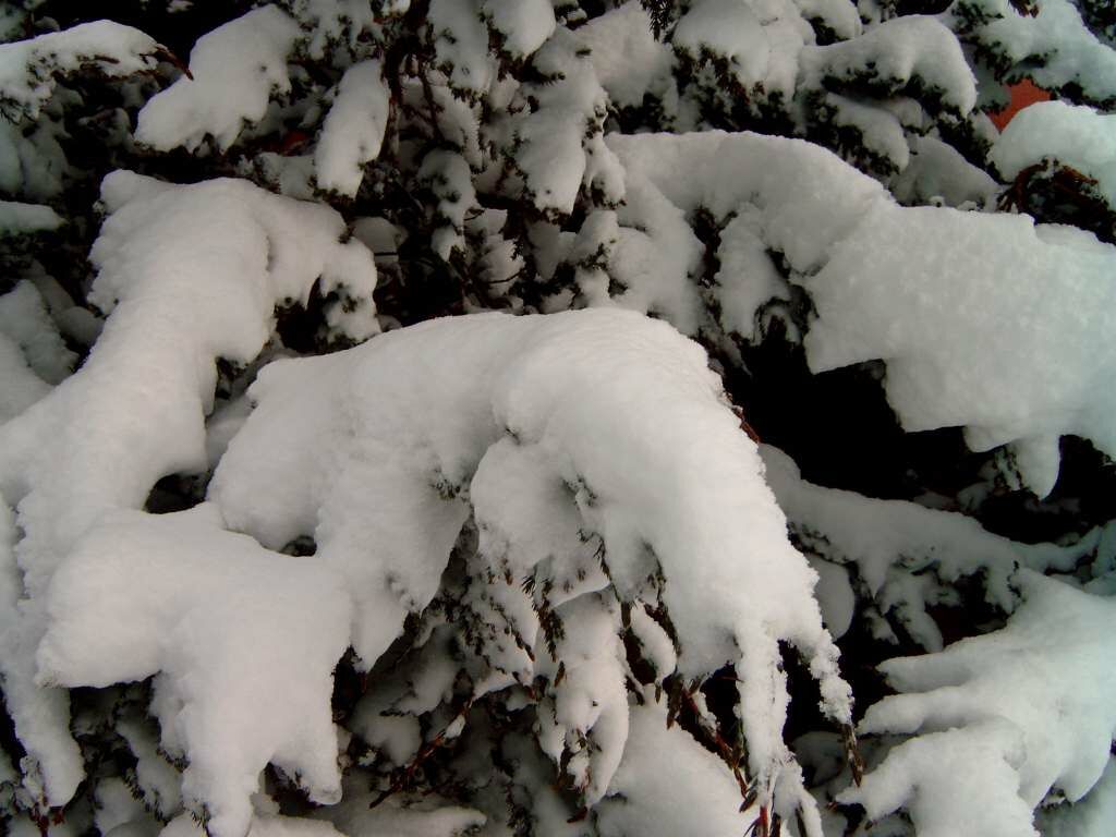 Snowy Tree Close Up