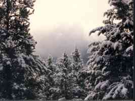 snowy treetops