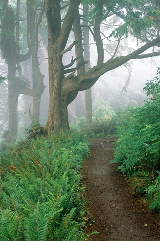 Misty Forest Path - Woodland Landscape Mobile Wallpaper Picture