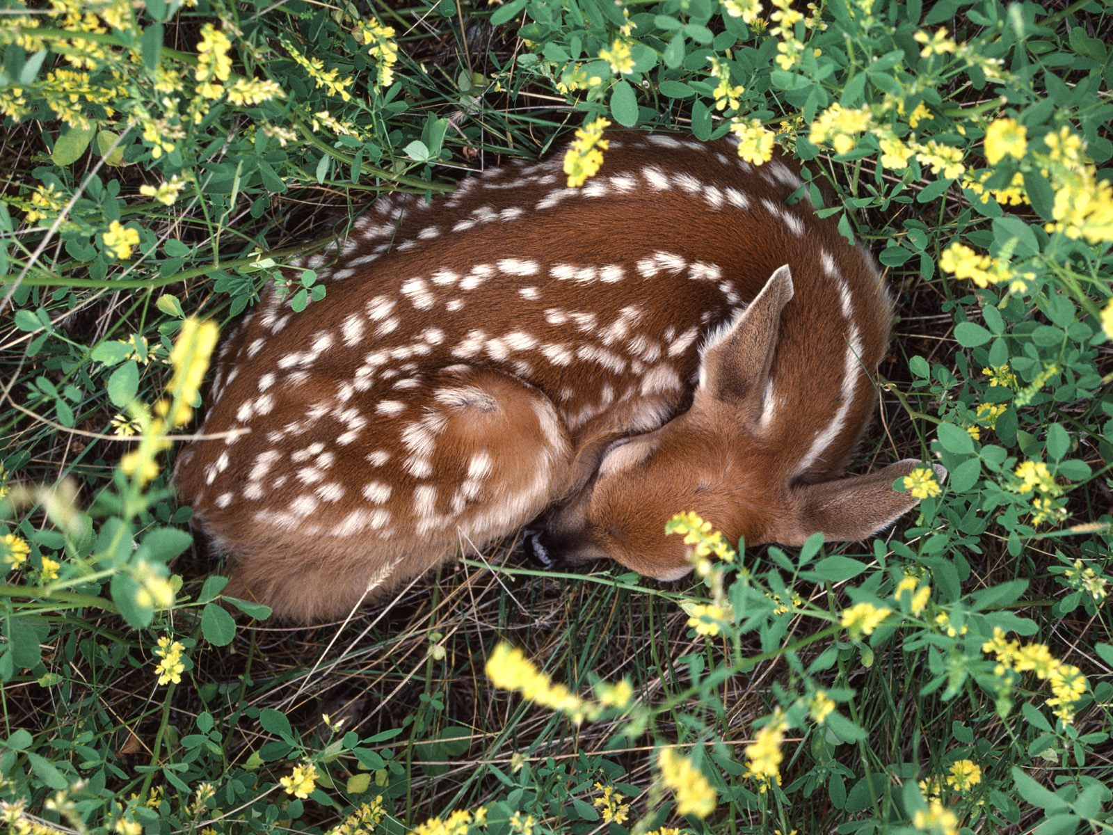 Sleeping Whitetail Fawn - Deer Wallpaper
