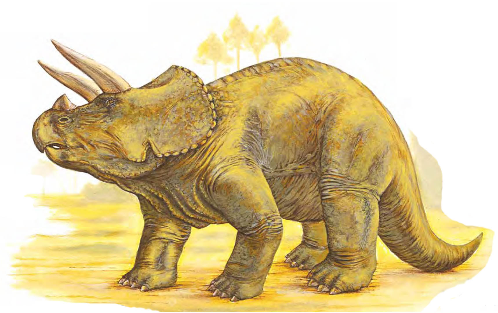 Triceratops Wallpaper