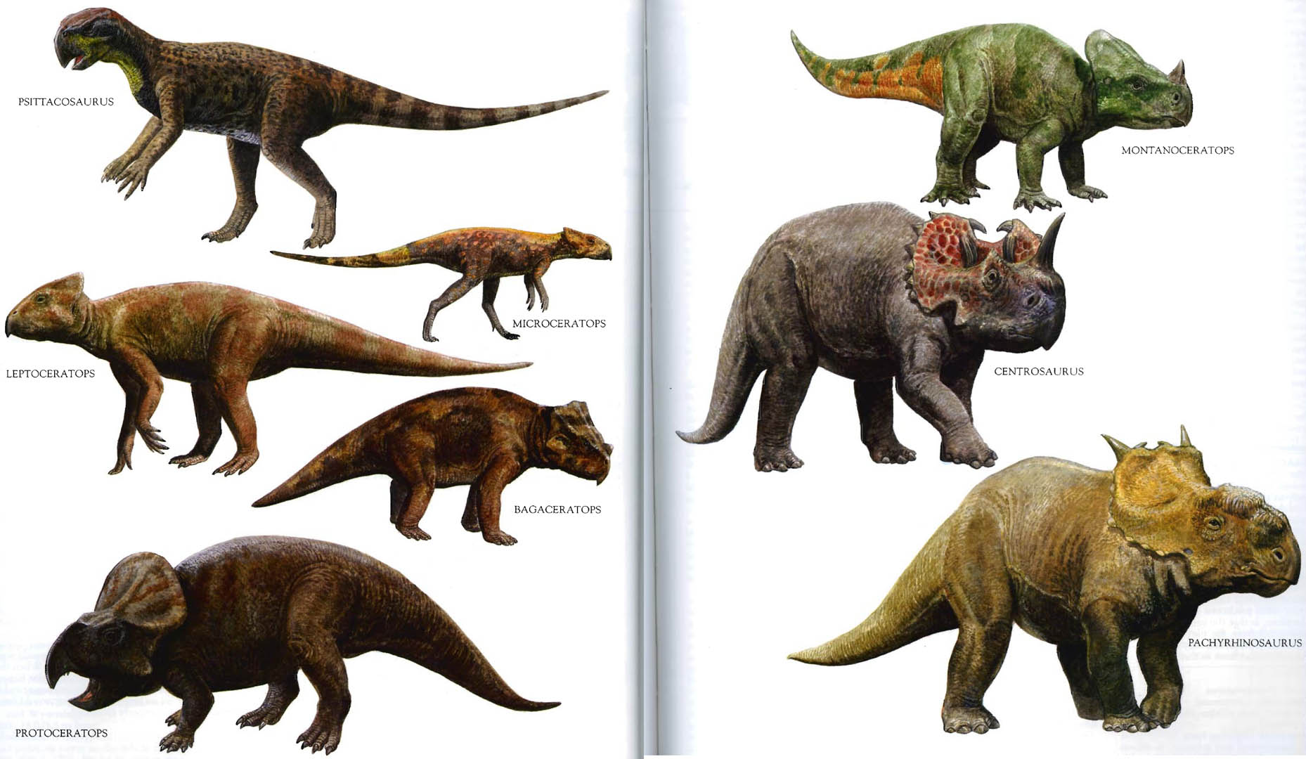 Qué es un dinosaurio y qué no lo es? – Ciencia de Sofá
