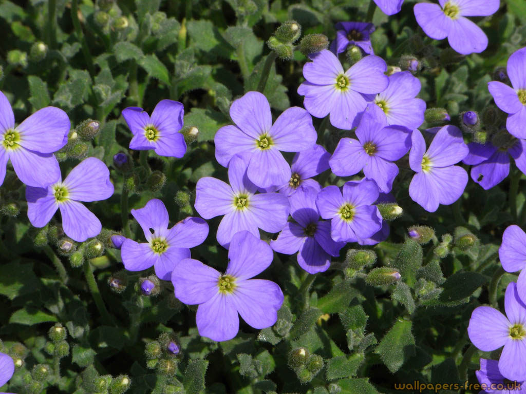 Purple Flowers - Flowers And Plants Wallpaper
